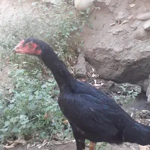 Даканг чучахо, Конибодом