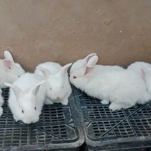 Харгушча 9км, Душанбе
