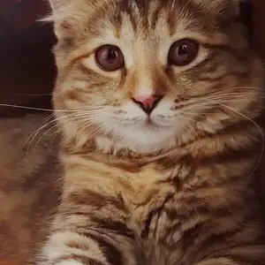 Шотландская кошка, Бохтар (Курган-Тюбе)
