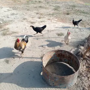 Мург, Норак