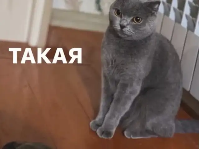 Кошка на вязку, Душанбе