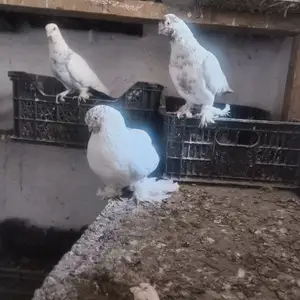 Кафтархо, Душанбе