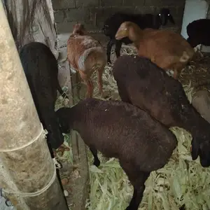 Кушкор, Душанбе