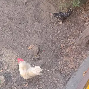 Мурги Японча, Турсунзаде