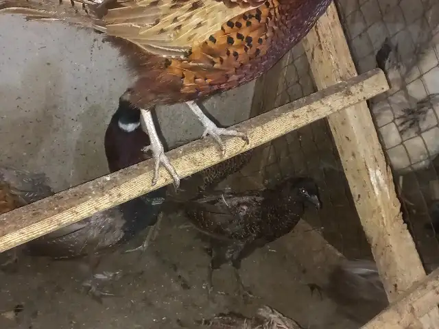 Мурғи Дашти, Душанбе