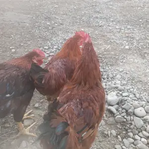 Хуруз, Канибадам