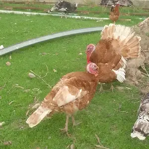 Индюк, Яван