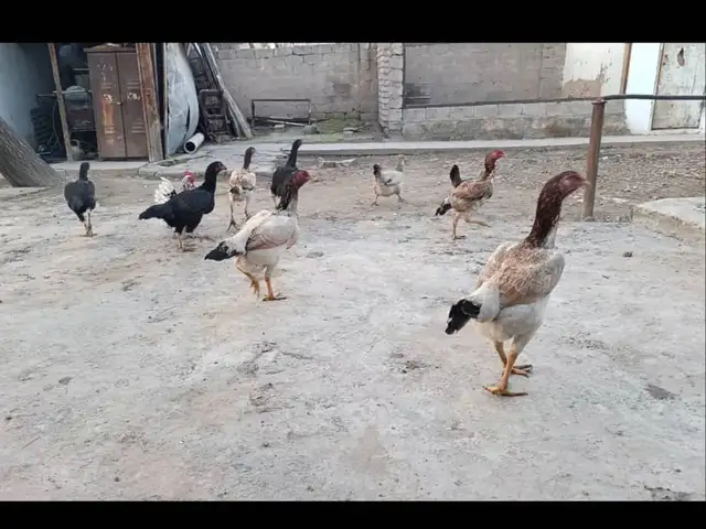 Дакан, Душанбе