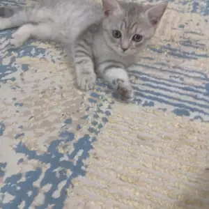 Шотландский котёнок, Хуҷанд
