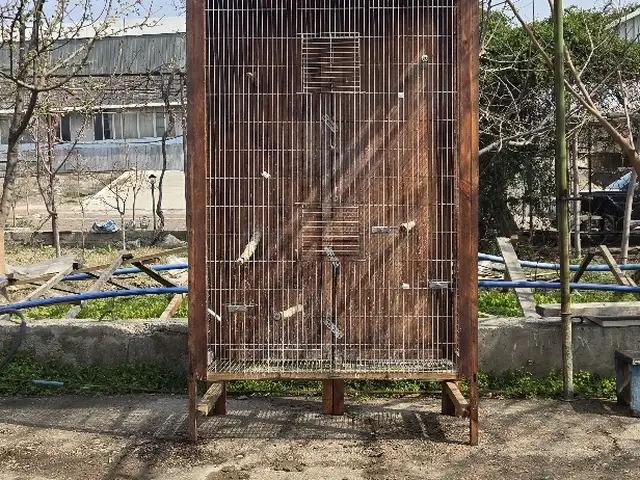 Клетка для попугаев, Худжанд