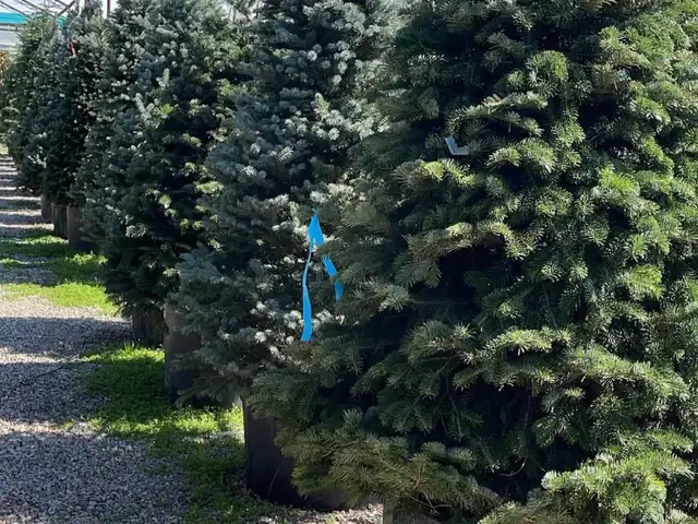 Голубая Ель, Душанбе