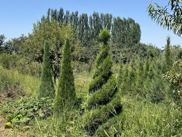 Дерево Можжевельник, Душанбе