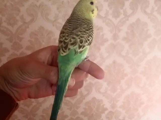 Попугай, Душанбе