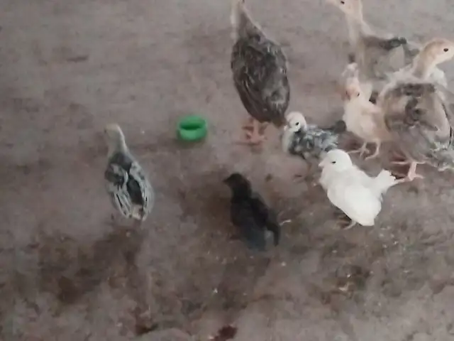 Чучаи индук, Душанбе