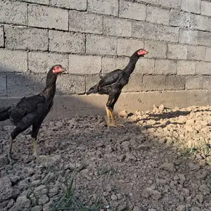 Дакан, Гиссар