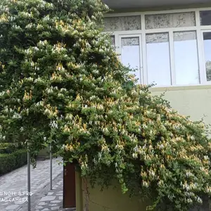 Цветы Жасмин, Душанбе