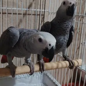 Попугай жако, Душанбе