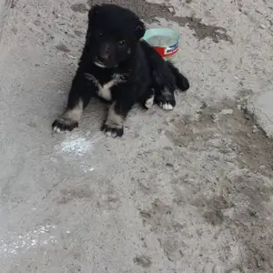 Саги алабай, Душанбе