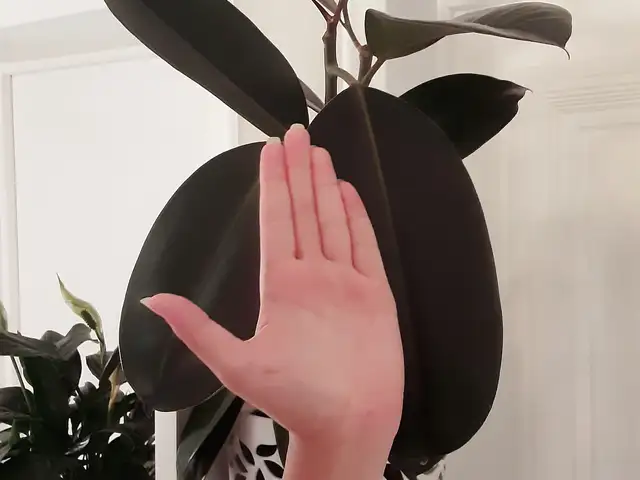 Фикус, Душанбе