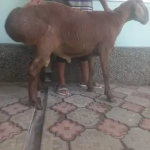 Кушкор, Исфара