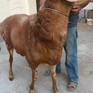 Кушкор, Худжанд