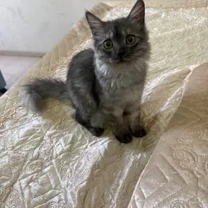 Кошка, Душанбе