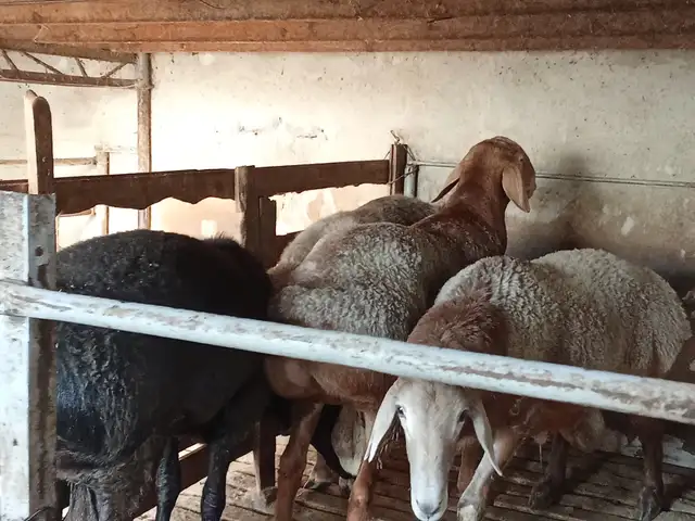 Кучкорхо, Худжанд