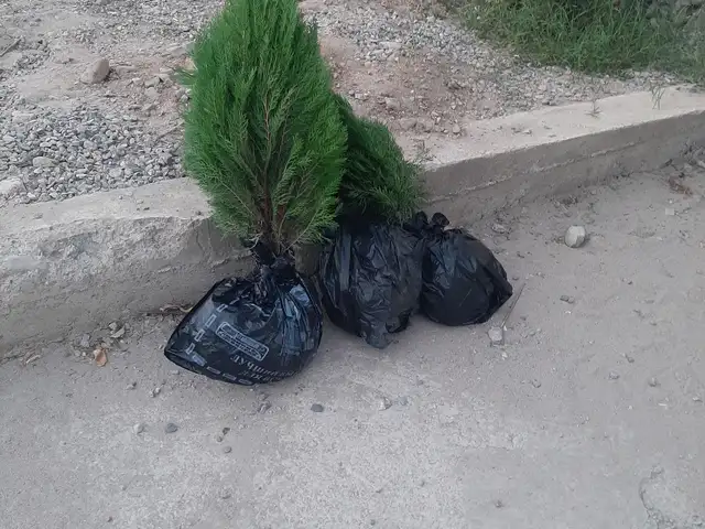 Туя, Душанбе