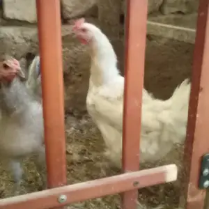 Хуруз, Душанбе