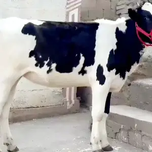 Гуночин, Душанбе