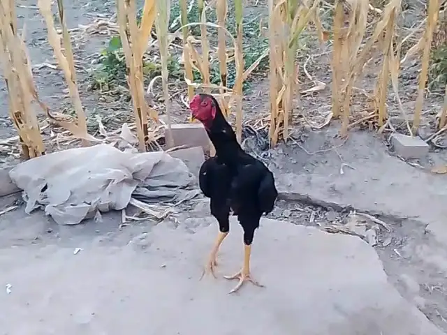 Дакан, Ҳисор