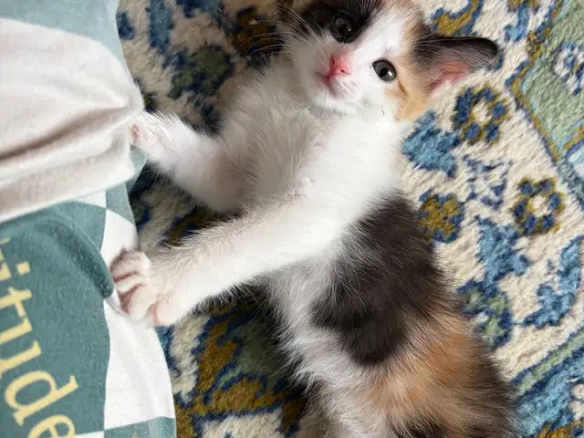 Котёнок, Бустон (Чкаловск)