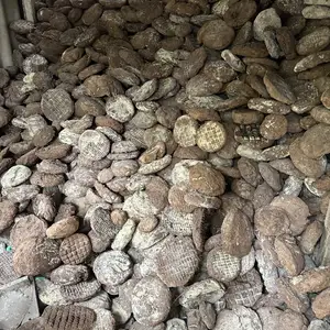 Таппаки гов, Хуҷанд