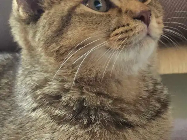 Кот на вязку, Душанбе