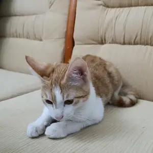 Котенок, Душанбе
