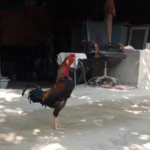 Даканг, Худжанд