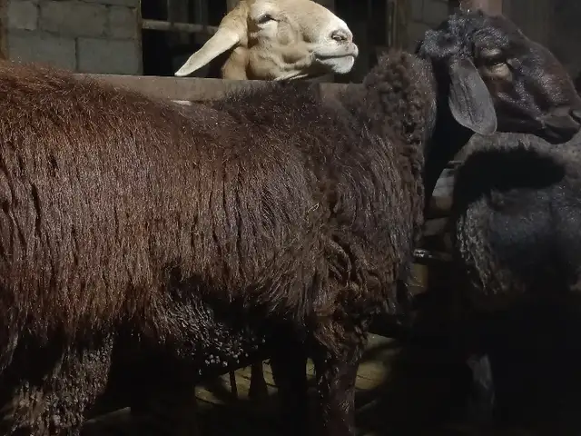Гӯсфанд, Хуҷанд