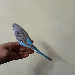 Попугай, Душанбе