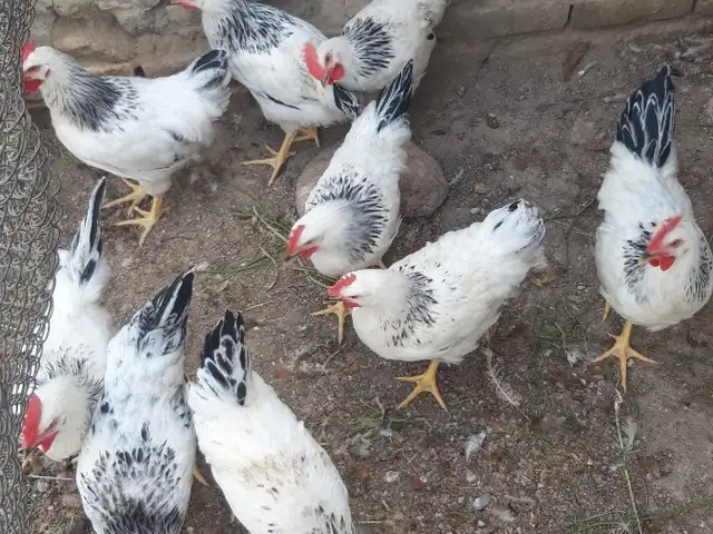 Хуруз Рябушка, Хуҷанд