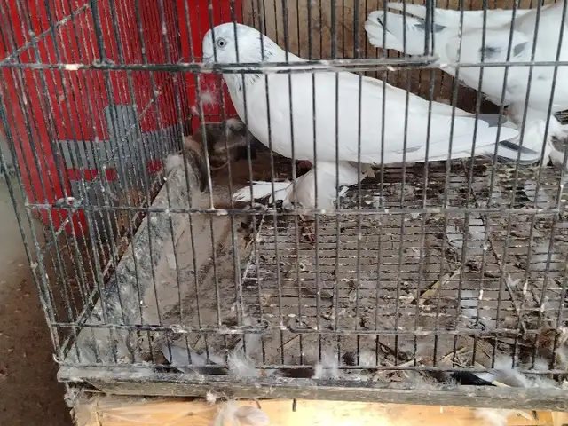 Кафтар, Душанбе