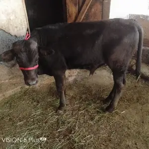 Бука, Худжанд