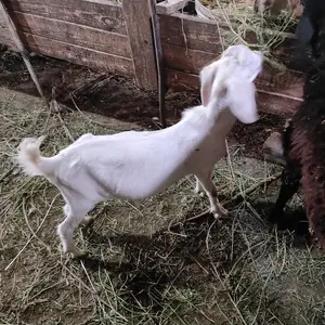 Буз, Канибадам