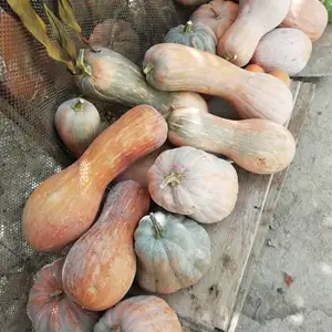 Каду, Душанбе