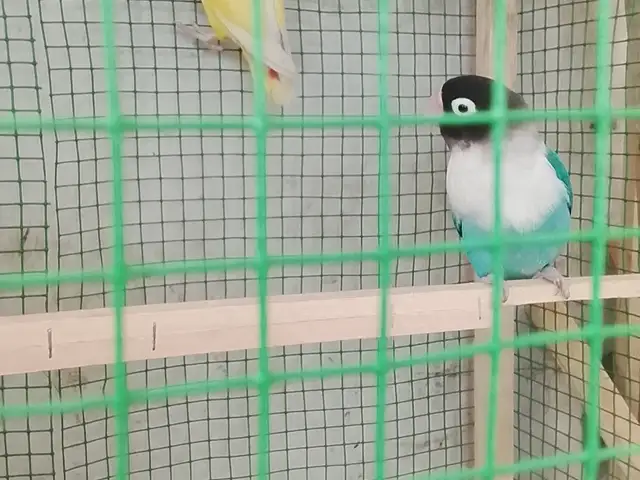 Попугай, Турсунзаде