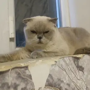 Шотландская кошка, Душанбе