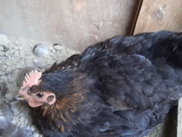 Мурги курк сиех, Худжанд