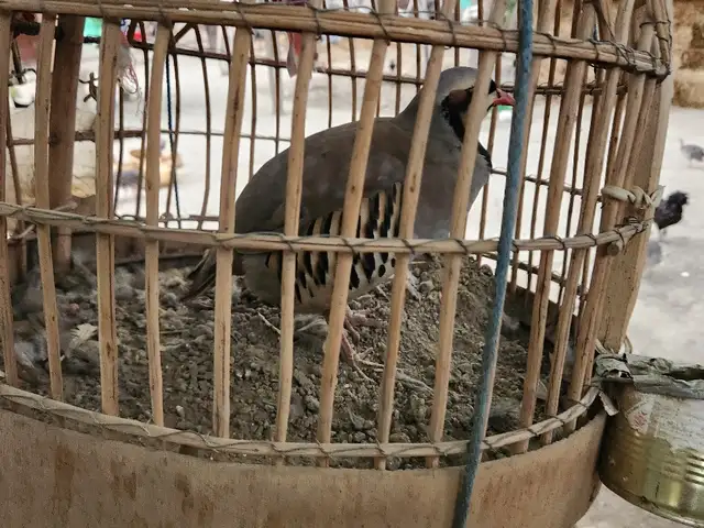 Кабки нар дулани гибрит, Душанбе
