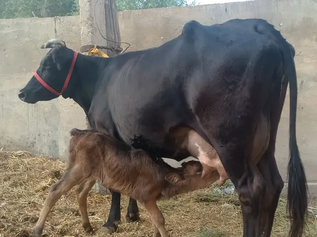 Гови гусоладор, Вахдат