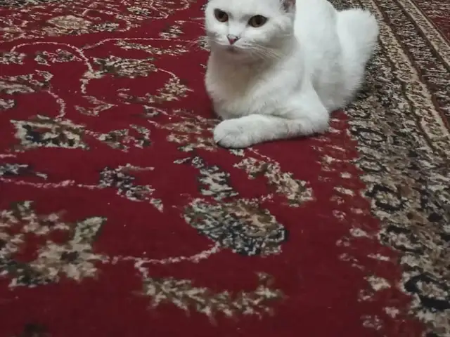 Шотландский кот, Душанбе