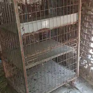 Кафас, Худжанд